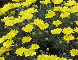 1287650123margueritesavaneeuryops euryops en fleur
