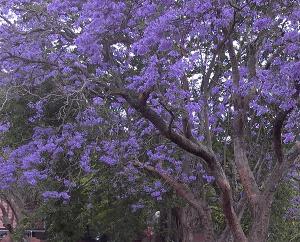 jacaranda