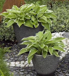 1297255768hosta hosta en pot