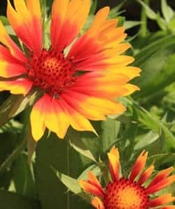 1297338928gaillarde gaillarde