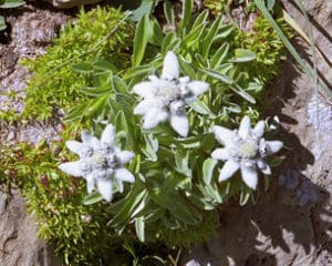 1316163272edelweiss edelweiss