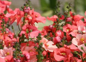 1316163914nemesia nemesia