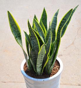 1331204112sansevieria sansevieria