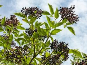 1332325514sureau Sureau, un fruit comestible