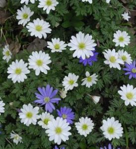 1332837822anemone anemone de grece