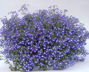 1334673336lobelie lobelie lobelia