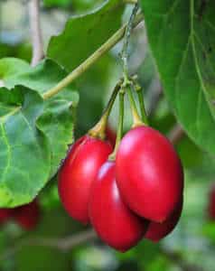 1335347911tamarillo tamarillo plantation