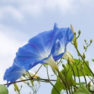 ipomea - volubilis des jardins ipomea - volubilis des jardins