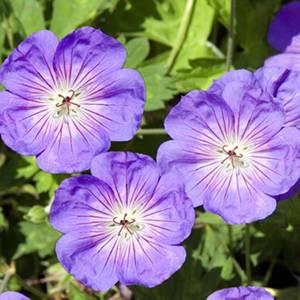 1339590147geraniumrozanne geranium rozanne