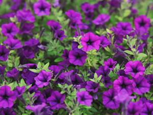 1340630194calibrachoa calibrachoa