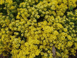 1349162873alyssumsaxatile Alyssum saxatile