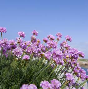 1349342139armeria armeria