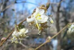 1353937607chevrefeuillehiver 1353937607chevrefeuillehiver - Lonicera standishii : un chèvrefeuille arbustif d'hiver