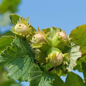 1355731484corylusavellana corylus avellana