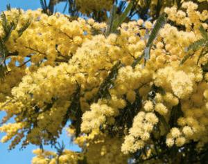 1358946294acaciadealbata acacia dealbata