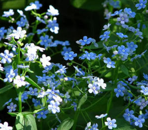 1364973401brunnera 1364973401brunnera - Brunnera macrophylla : le myosotis du Caucase