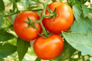 1369742193Tomate-maladie tomate maladie