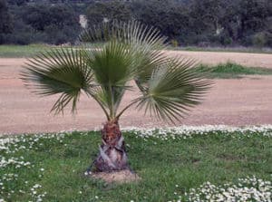 1371473604chamaeropshumilis Chamaerops humilis