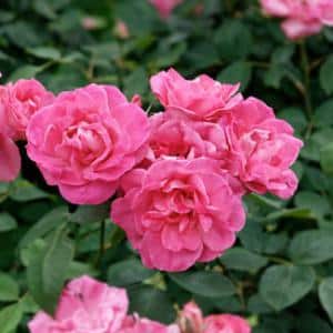 1372237264rosierroses 1372237264rosierroses - Roses : un paradis en Touraine