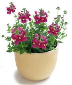 1380185707diascia diascia