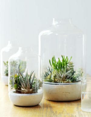 1380609779Succulentes Délicieuses succulentes en pot