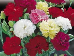 1389854847oeilletchabaud 1389854847oeilletchabaud - Oeillet Chabaud : l'oeillet des fleuristes