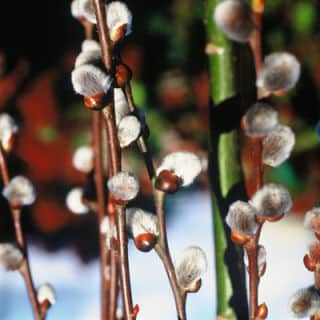 Salix_caprea Salix_caprea - « Kilmarnock », un saule pleureur miniature