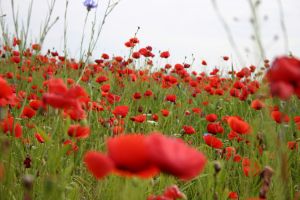 pavot pavot coquelicot
