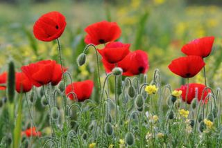 pavot1 coquelicot pavot