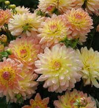Dahlia Dahlia label rouge