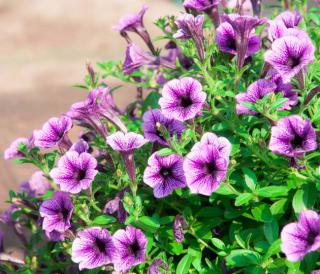 calibrachoa calibrachoa