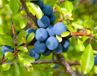 prunellier Prunellier et prunelle