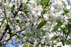 prunellier1 prunellier
