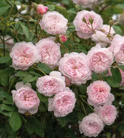 rose-anglaise rose anglaise