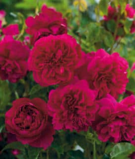 roses-anglaises roses-anglaises - Romantiques, les roses anglaises