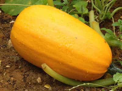 Culture et entretien de la courge spaghetti