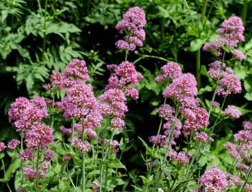 lilas-espagne lilas d'espagne
