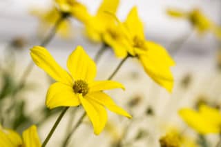 bidens- bidens- - Bidens : de l'or au jardin