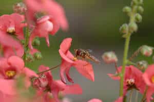 diascia diasca