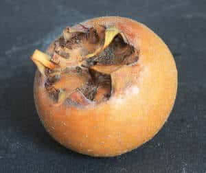 Dégustation de la nèfle blette au jardin