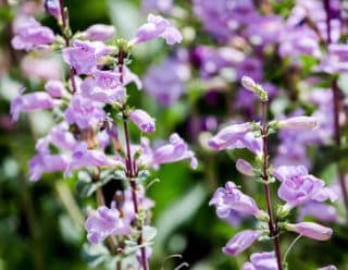penstemon penstemon