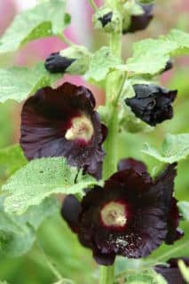 rose-tremiere-noire rose-tremiere-noire - Rose trémière noire : aussi belle qu'intrigante