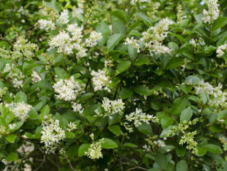 troene-ibota troene ibota