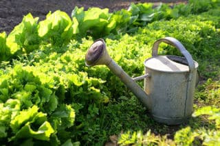 Potager-facile Potager facile