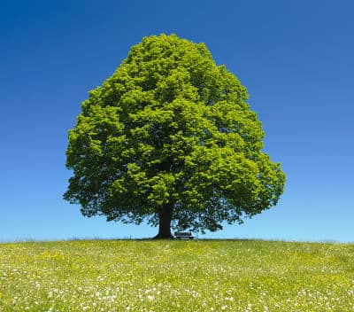 tilleul-arbre Tilleul, grand arbre d’ombrage