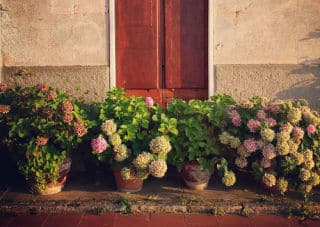 plantes-en-pot plantes-en-pot - Plantes en pot : les conseils pour réussir