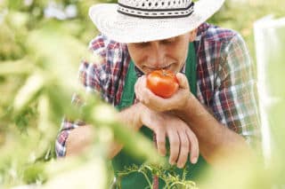 tomate-jardin tomate-jardin - Le plaisir des tomates du jardin