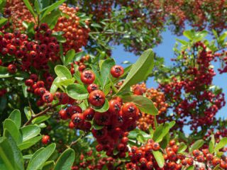 Buisson-ardent Buisson ardent