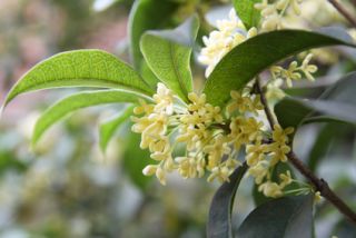 osmanthe osmanthe osmanthus