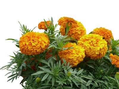 Œillet d'Inde Œillets d'Inde en fleurs